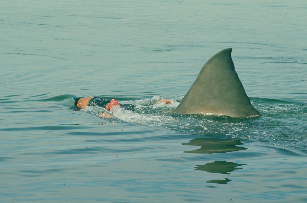 元旦もサメ映画を！『JAWS／ジョーズ』はスピルバーグ×ジョン